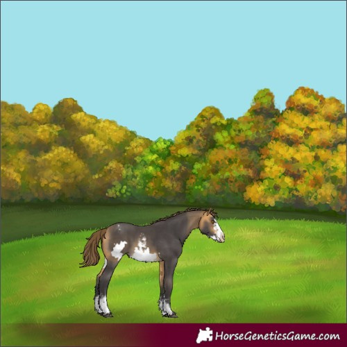 Horse Color:Buckskin Mushroom Sabino Frame Appaloosa 