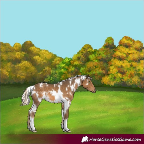 Horse Color:White Spotted Chocolate Palomino