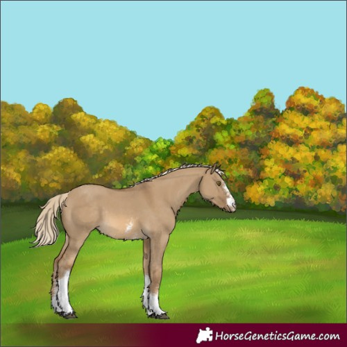 Horse Color:Chocolate Palomino Dun Mushroom Sabino Tobiano Appaloosa Rabicano 