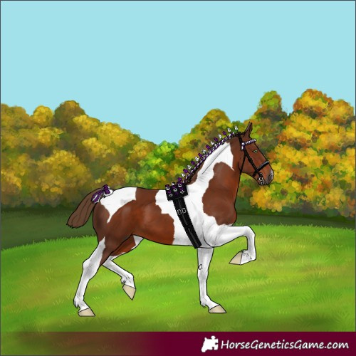 Horse Color:Gray Chestnut Tobiano