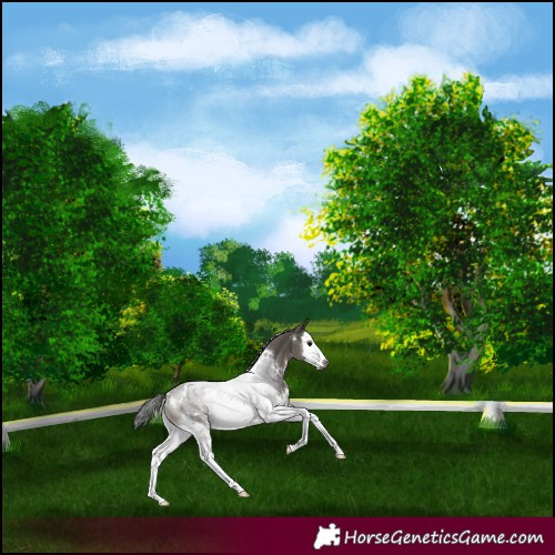Horse Color:Gray White Spotted Grullo Splash Rabicano 