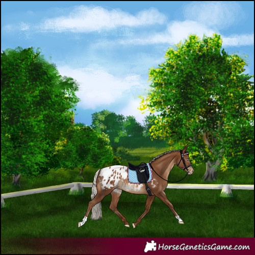 Horse Color:Gray Silver Sable Champagne Appaloosa Rabicano 