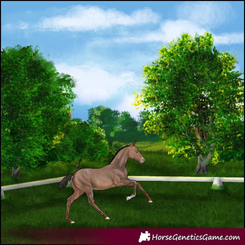 Horse Color:Sable Champagne
