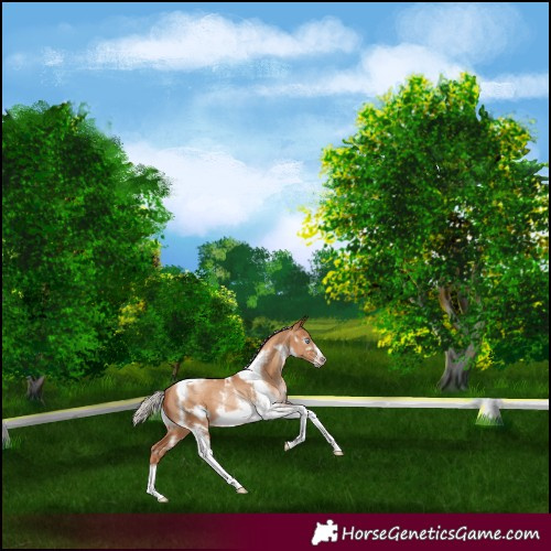 Horse Color:Gray White Spotted Silver Sable Champagne Pearl Tobiano Frame Rabicano