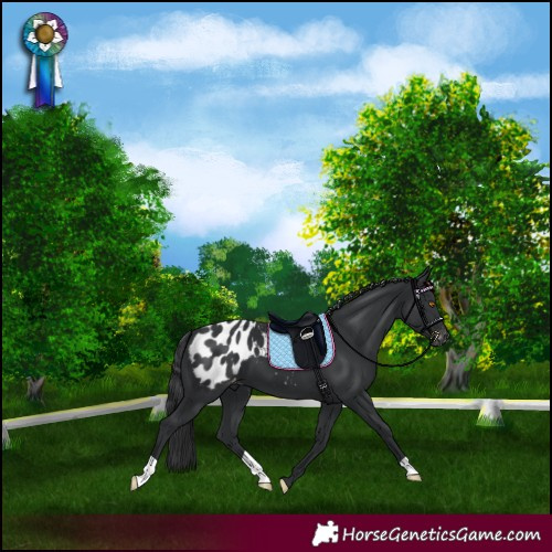 Horse Color:Black Blanket 