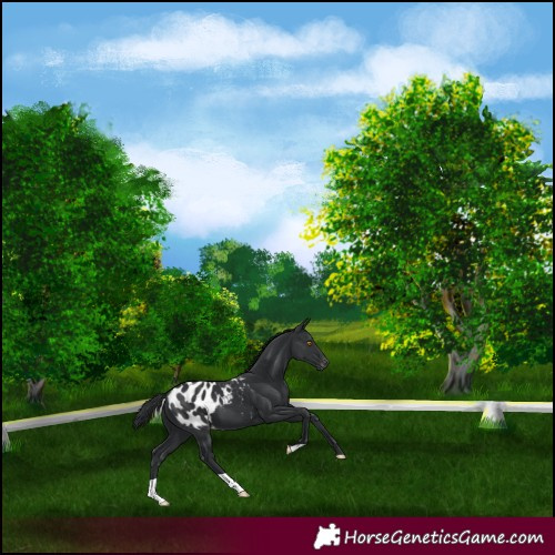 Horse Color:Black Appaloosa 