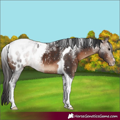 Horse Color:Powder White Brown Tobiano Blanket