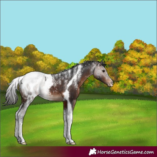Horse Color:Powder White Brown Tobiano Appaloosa