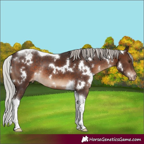Horse Color:White Spotted Silver Brown Tobiano Appaloosa Rabicano