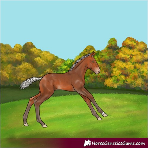 Horse Color:Silver Bay Appaloosa 