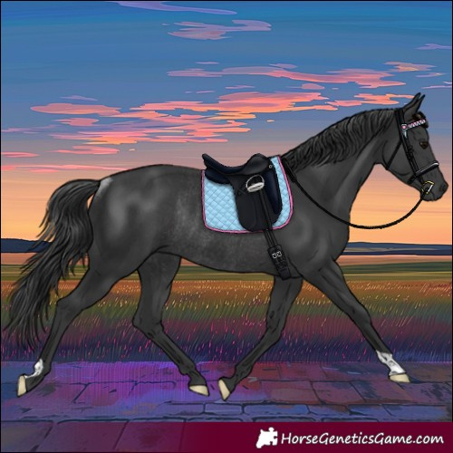 Horse Color:Black Rabicano 
