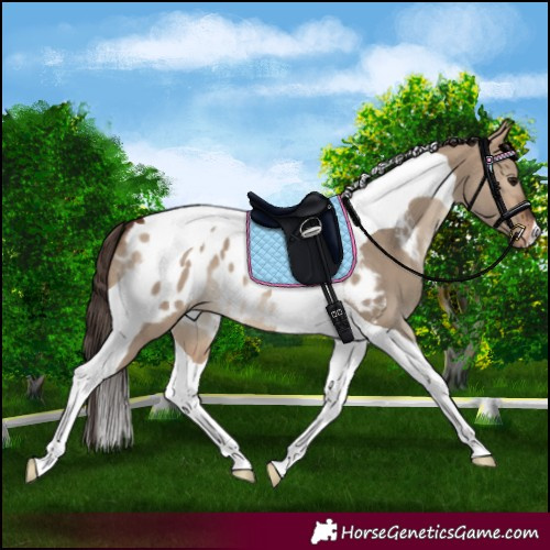 Horse Color:Bay Dun Tobiano Blanket