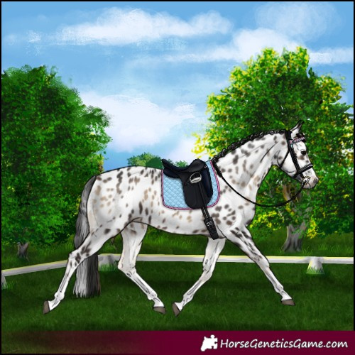 Horse Color:Gray White Spotted Blue Onyx Splash Appaloosa Rabicano