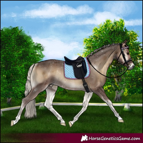 Horse Color:Gray Silver Blue Onyx Rabicano
