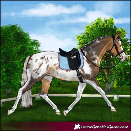 Horse Color:Silver Buckskin Splash Tobiano Appaloosa 
