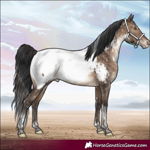 Horse Color:Brown Dun Tobiano Appaloosa Rabicano 
