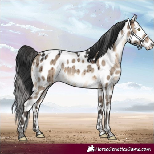 Horse Color:Brown Dun Tobiano Near Leopard Brindle 