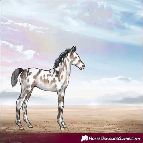 Horse Color:Brown Dun Tobiano Appaloosa Brindle
