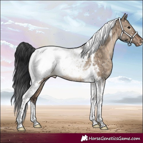 Horse Color:Brown Dun Tobiano Appaloosa Rabicano Brindle