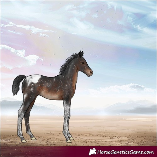 Horse Color:Brown Tobiano Appaloosa