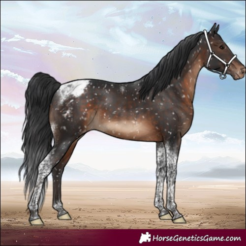 Horse Color:Brown Tobiano Snowcap
