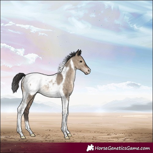 Horse Color:Brown Dun Tobiano Appaloosa Rabicano 