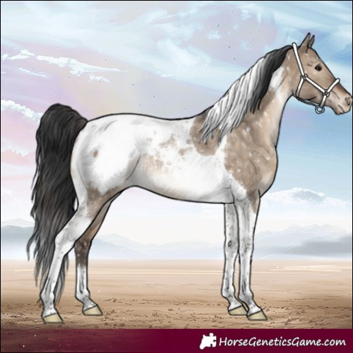 Horse Color:Brown Dun Tobiano Snowcap Rabicano