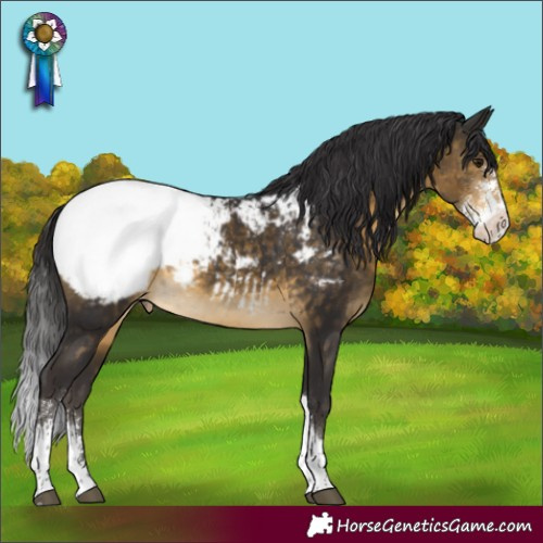 Horse Color:Buckskin Sabino Tobiano Appaloosa 