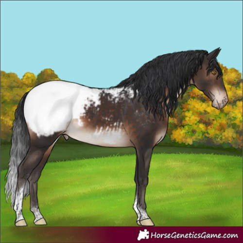 Horse Color:Brown Tobiano Near Fewspot 