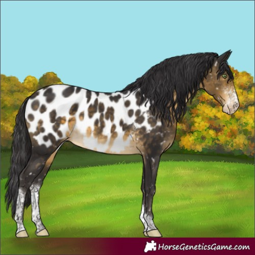 Horse Color:Buckskin Sabino Tobiano Near Leopard Rabicano 