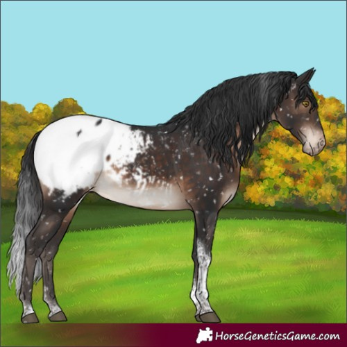 Horse Color:Brown Tobiano Appaloosa