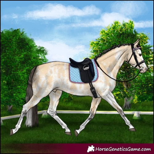 Horse Color:Buckskin Sabino Splash