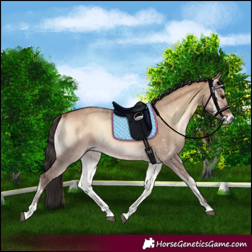 Horse Color:Bay Onyx