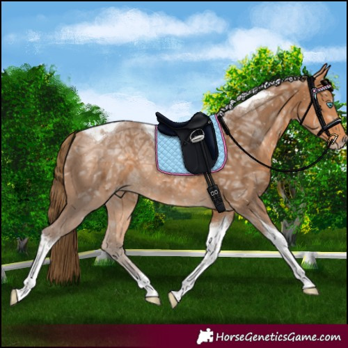Horse Color:Gray Perlino Ice Tobiano