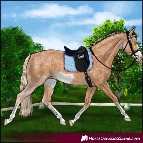 Horse Color:Gray Cremello Ice Frame