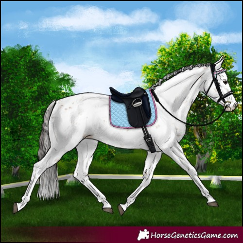 Horse Color:Bay Sabino