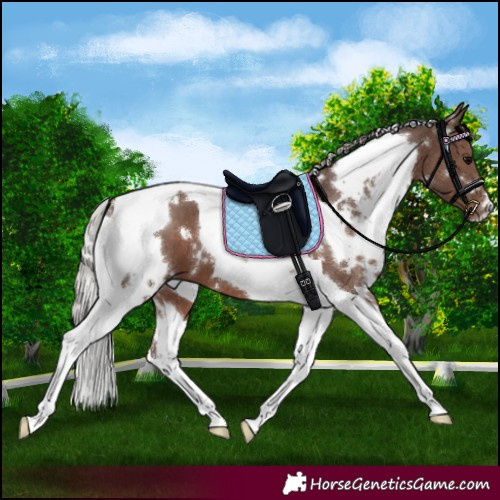 Horse Color:White Spotted Silver Black Tobiano