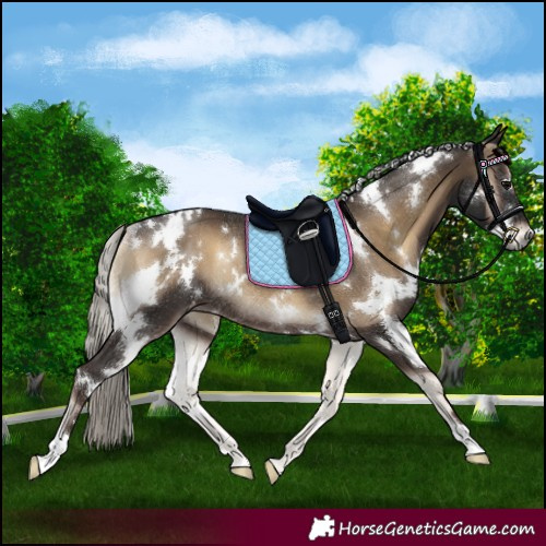 Horse Color:Gray White Spotted Silver Blue Onyx Appaloosa Rabicano 