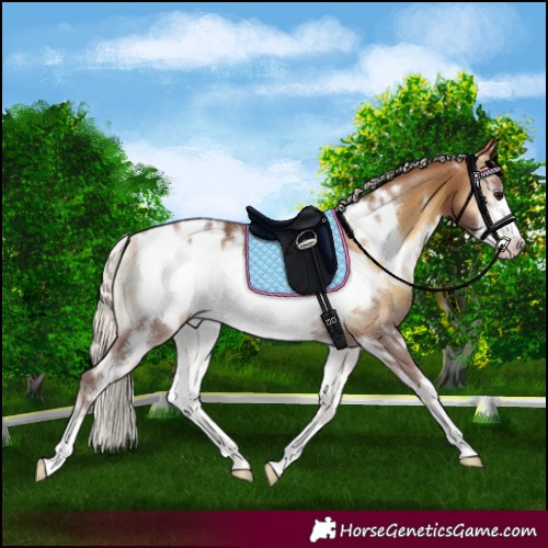 Horse Color:White Spotted Silver Buckskin Onyx Frame Appaloosa Rabicano Brindle 