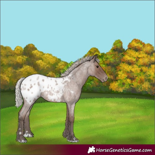 Horse Color:Silver Blue Roan Appaloosa 