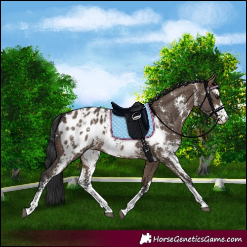 Horse Color:Brown Dun Sabino Appaloosa Rabicano 
