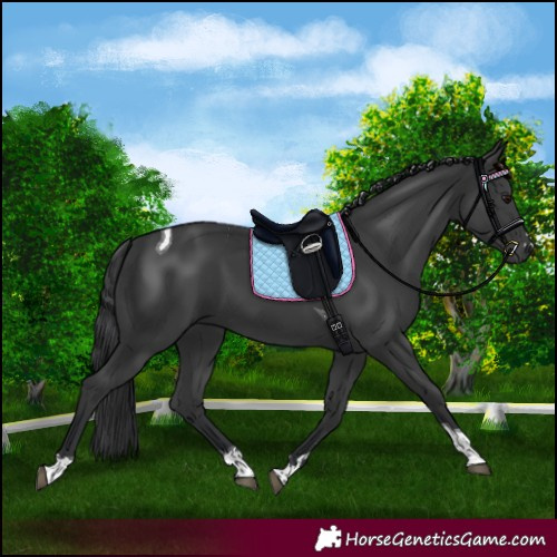 Horse Color:Black Tobiano