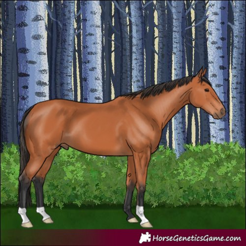Horse Color:Bay 