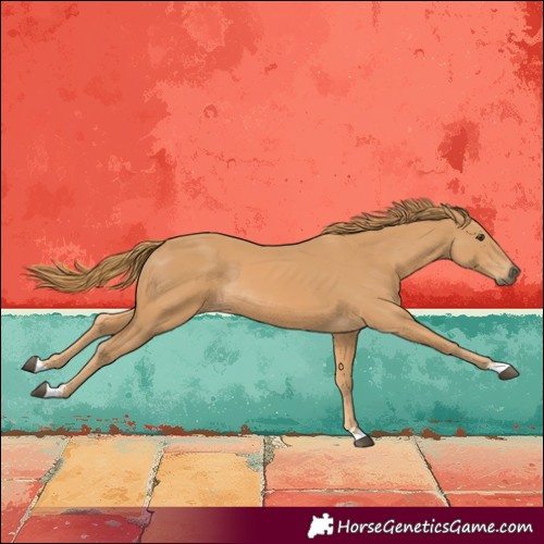 Horse Color:Chestnut Rabicano