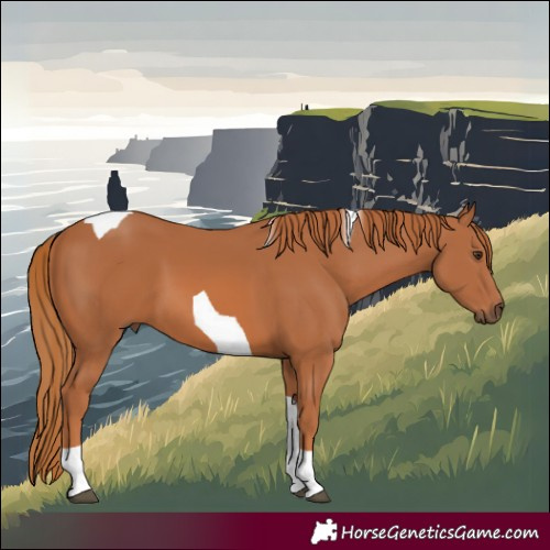 Horse Color:Chestnut Tobiano