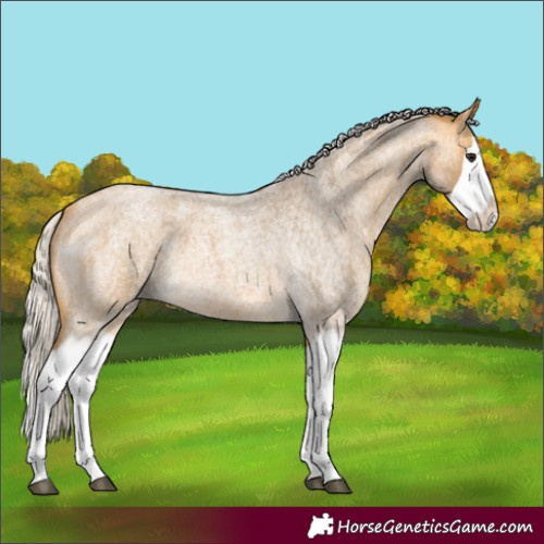 Horse Color:Silver Buckskin Roan Splash 