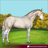 Horse Color:Silver Buckskin Roan Splash 