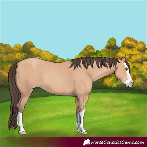 Horse Color:Amber Champagne Splash 