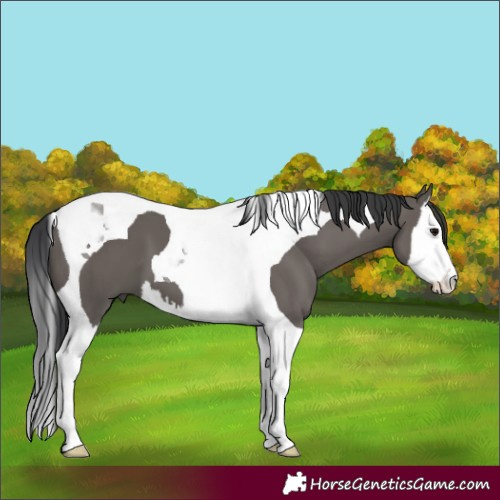 Horse Color:Grullo Splash Tobiano