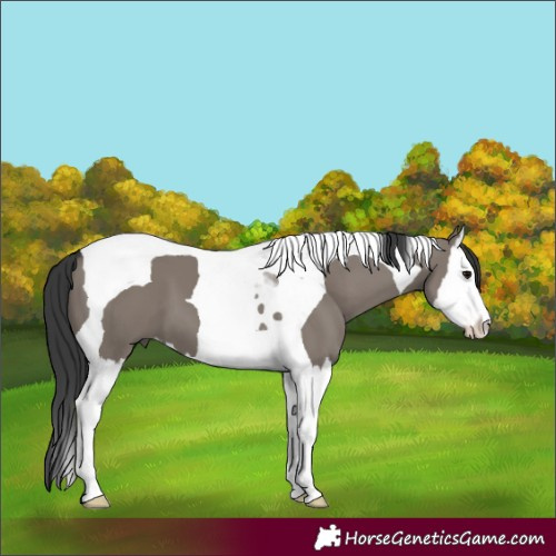 Horse Color:Grullo Splash Tobiano